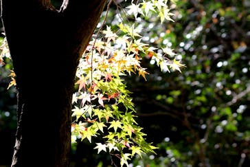 名古屋市東山動植物園に投稿された画像（2025/11/25）