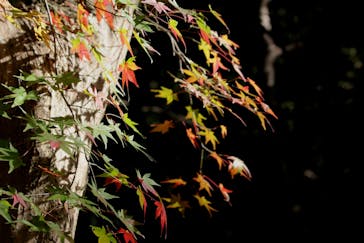 名古屋市東山動植物園に投稿された画像（2025/11/25）