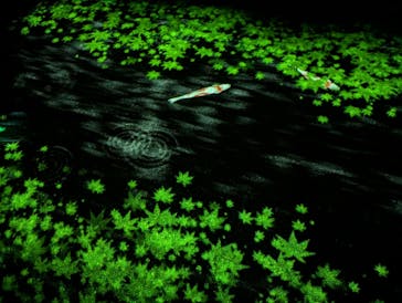 国営昭和記念公園 秋の夜散歩に投稿された画像（2025/11/25）