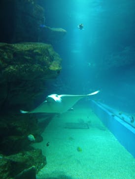 マクセル アクアパーク品川に投稿された画像（2025/11/25）