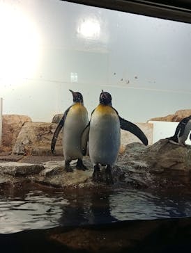 マクセル アクアパーク品川に投稿された画像（2025/11/25）