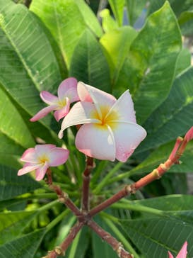 淡路夢舞台公苑温室あわじグリーン館に投稿された画像（2025/11/25）