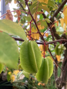 淡路夢舞台公苑温室あわじグリーン館に投稿された画像（2025/11/25）