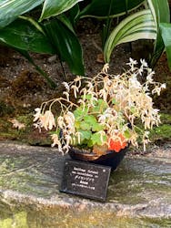 淡路夢舞台公苑温室あわじグリーン館に投稿された画像（2025/11/25）