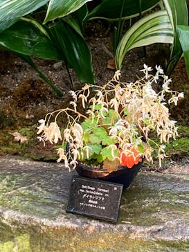 淡路夢舞台公苑温室あわじグリーン館に投稿された画像（2025/11/25）