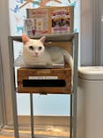 猫カフェモカ　イオンレイクタウン店に投稿された画像（2025/11/26）