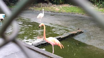 熱川バナナワニ園に投稿された画像（2025/11/26）