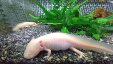 熱川バナナワニ園に投稿された画像（2025/11/26）