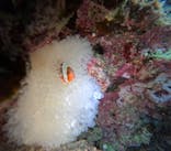 武藤潜水に投稿された画像（2025/11/26）