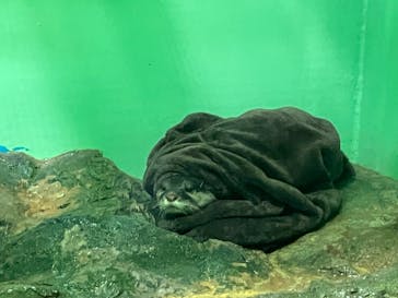 しながわ水族館に投稿された画像（2025/11/26）