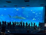 沖縄美ら海水族館に投稿された画像（2025/11/26）