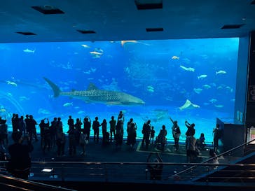 沖縄美ら海水族館に投稿された画像（2025/11/26）