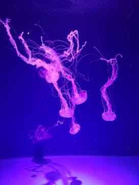 新江ノ島水族館に投稿された画像（2025/11/26）