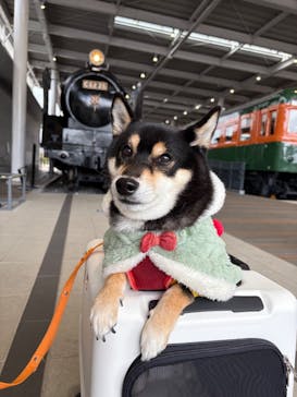 京都鉄道博物館に投稿された画像（2025/11/26）