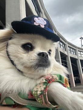 京都鉄道博物館に投稿された画像（2025/11/26）