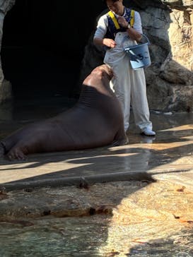 大分マリーンパレス水族館 「うみたまご」に投稿された画像（2025/11/26）