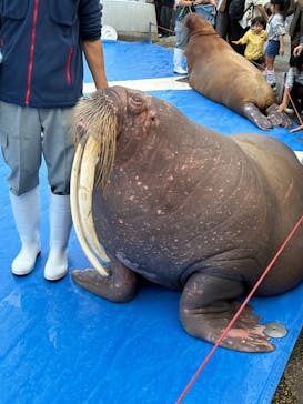 大分マリーンパレス水族館 「うみたまご」に投稿された画像（2025/11/26）