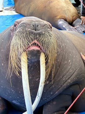 大分マリーンパレス水族館 「うみたまご」に投稿された画像（2025/11/26）