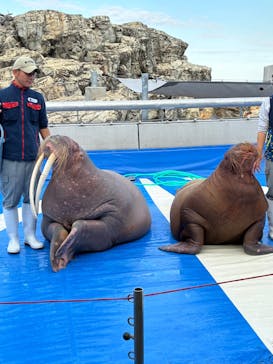 大分マリーンパレス水族館 「うみたまご」に投稿された画像（2025/11/26）