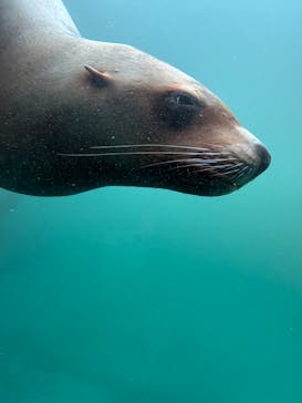 大分マリーンパレス水族館 「うみたまご」に投稿された画像（2025/11/26）