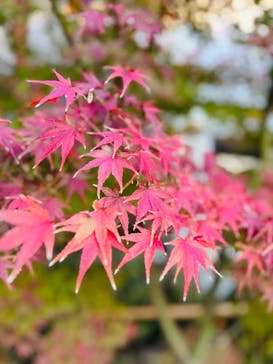 足立美術館に投稿された画像（2025/11/26）