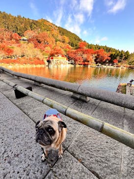 勝尾寺に投稿された画像（2025/11/26）