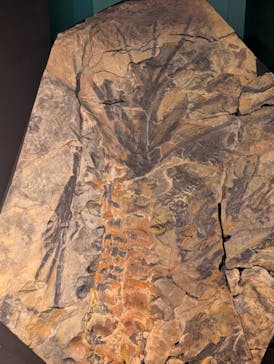 特別展「大絶滅展―生命史のビッグファイブ」に投稿された画像（2025/11/26）