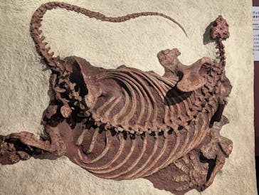 特別展「大絶滅展―生命史のビッグファイブ」に投稿された画像（2025/11/26）