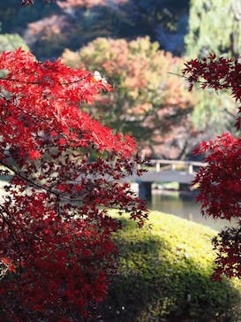 新宿御苑に投稿された画像（2025/11/26）