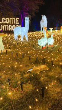 つま恋イルミネーションに投稿された画像（2025/11/26）