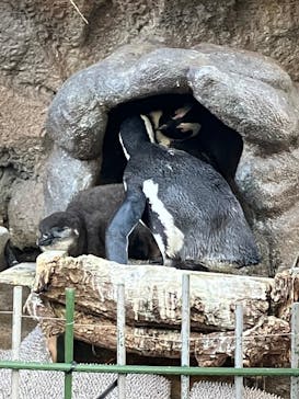 サンシャイン水族館に投稿された画像（2025/11/26）