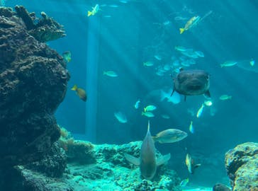 沖縄美ら海水族館に投稿された画像（2025/11/26）