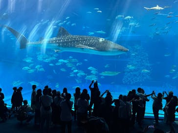 沖縄美ら海水族館に投稿された画像（2025/11/26）