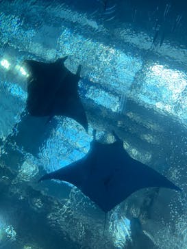 沖縄美ら海水族館に投稿された画像（2025/11/26）