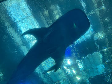 沖縄美ら海水族館に投稿された画像（2025/11/26）