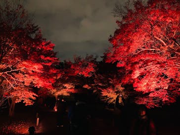 NAKED meets 二条城 2025 観月に投稿された画像（2025/11/26）