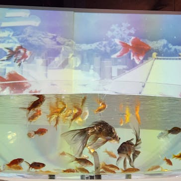 NARA KINGYO MUSEUMに投稿された画像（2025/11/26）