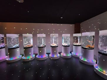 NARA KINGYO MUSEUMに投稿された画像（2025/11/26）