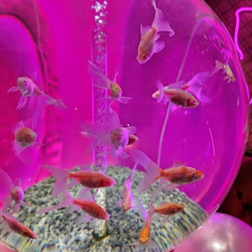 NARA KINGYO MUSEUMに投稿された画像（2025/11/26）