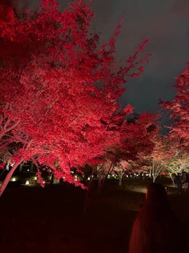 NAKED meets 二条城 2025 観月に投稿された画像（2025/11/26）