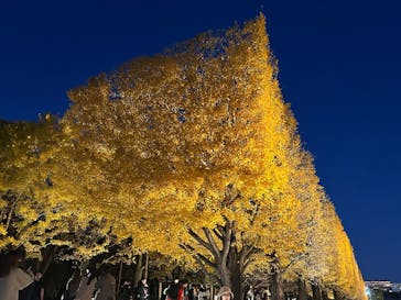 国営昭和記念公園 秋の夜散歩に投稿された画像（2025/11/26）
