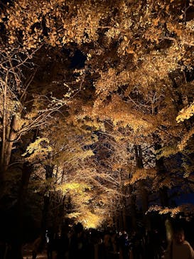 国営昭和記念公園 秋の夜散歩に投稿された画像（2025/11/26）