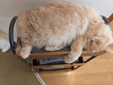 猫カフェモカ　池袋東口店に投稿された画像（2025/11/26）