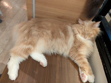 猫カフェモカ　池袋東口店に投稿された画像（2025/11/26）