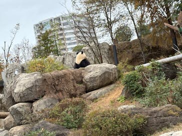 恩賜上野動物園に投稿された画像（2025/11/26）