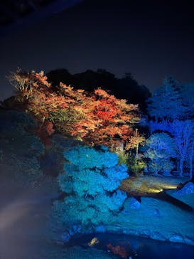 ZEN NIGHT WALK KAMAKURAに投稿された画像（2025/11/26）