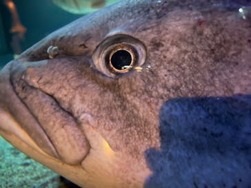 環境水族館アクアマリンふくしまに投稿された画像（2025/11/27）