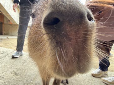 霞ケ浦 どうぶつとみんなのいえに投稿された画像（2025/11/27）