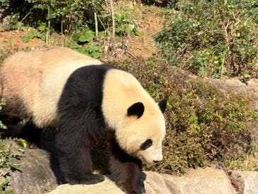恩賜上野動物園に投稿された画像（2025/11/27）