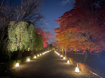 NAKED meets 二条城 2025 観月に投稿された画像（2025/11/27）